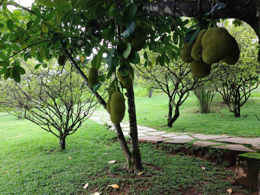 Aguas Vivas Hotel Fazenda Pirenópolis Exterior foto